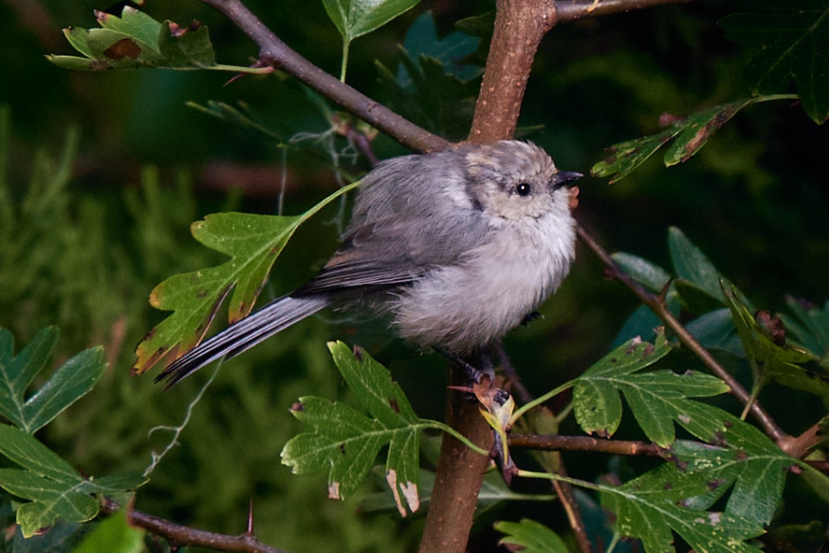 Bushtit - ML643850951
