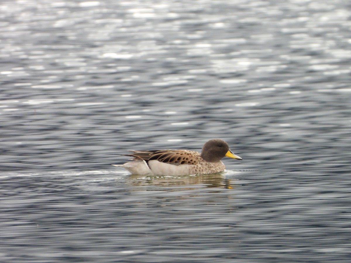 Yellow-billed Teal - ML643850952