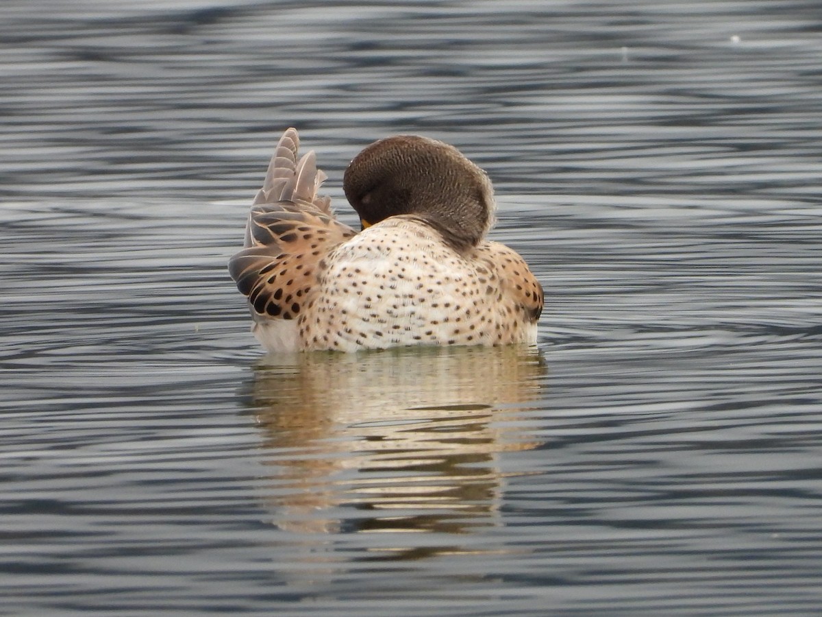 Yellow-billed Teal - ML643850953