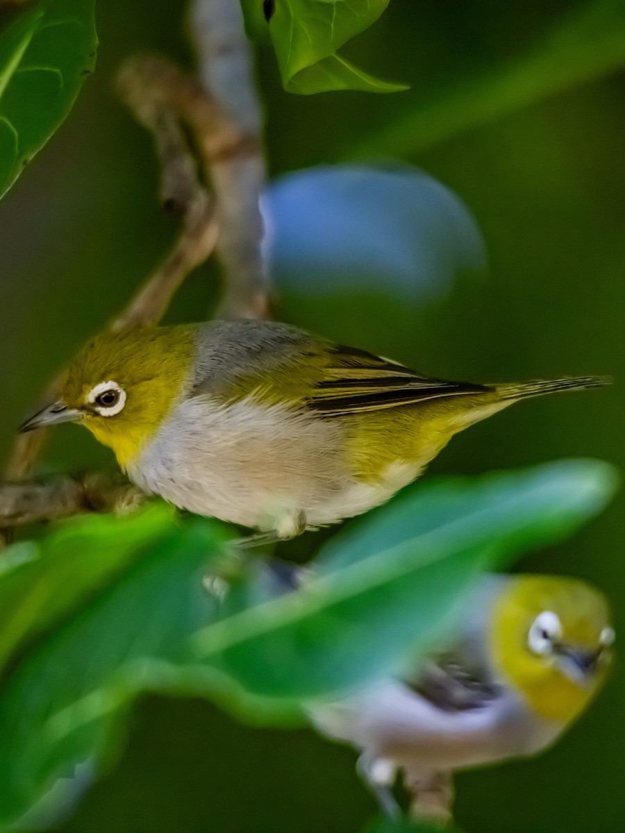 Zostérops à dos gris - ML643850964