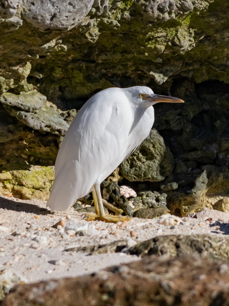 Aigrette sacrée - ML643850975