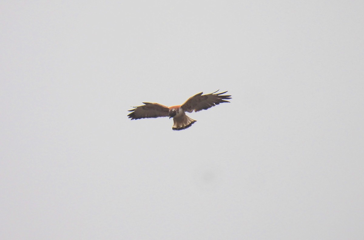Variable Hawk - ML643850977