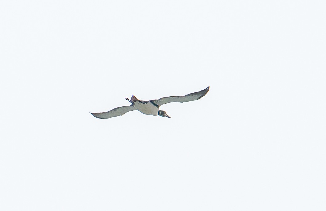 צוללן צפוני - ML643850981