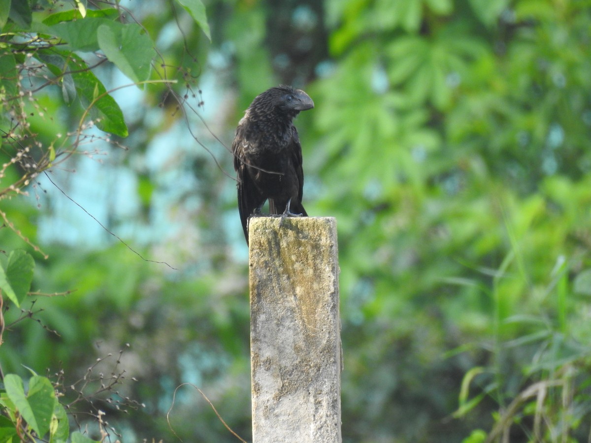 Smooth-billed Ani - ML643850993
