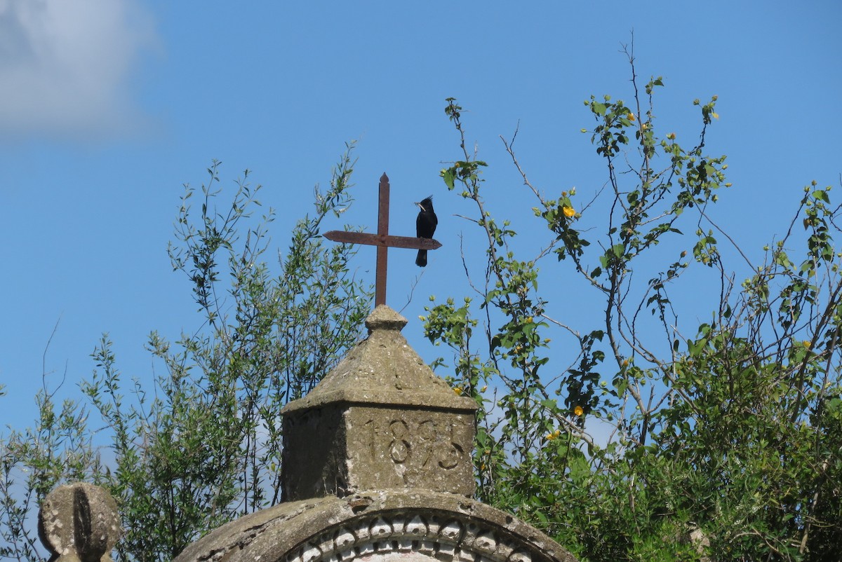 Хохлатая вдовка - ML643851003