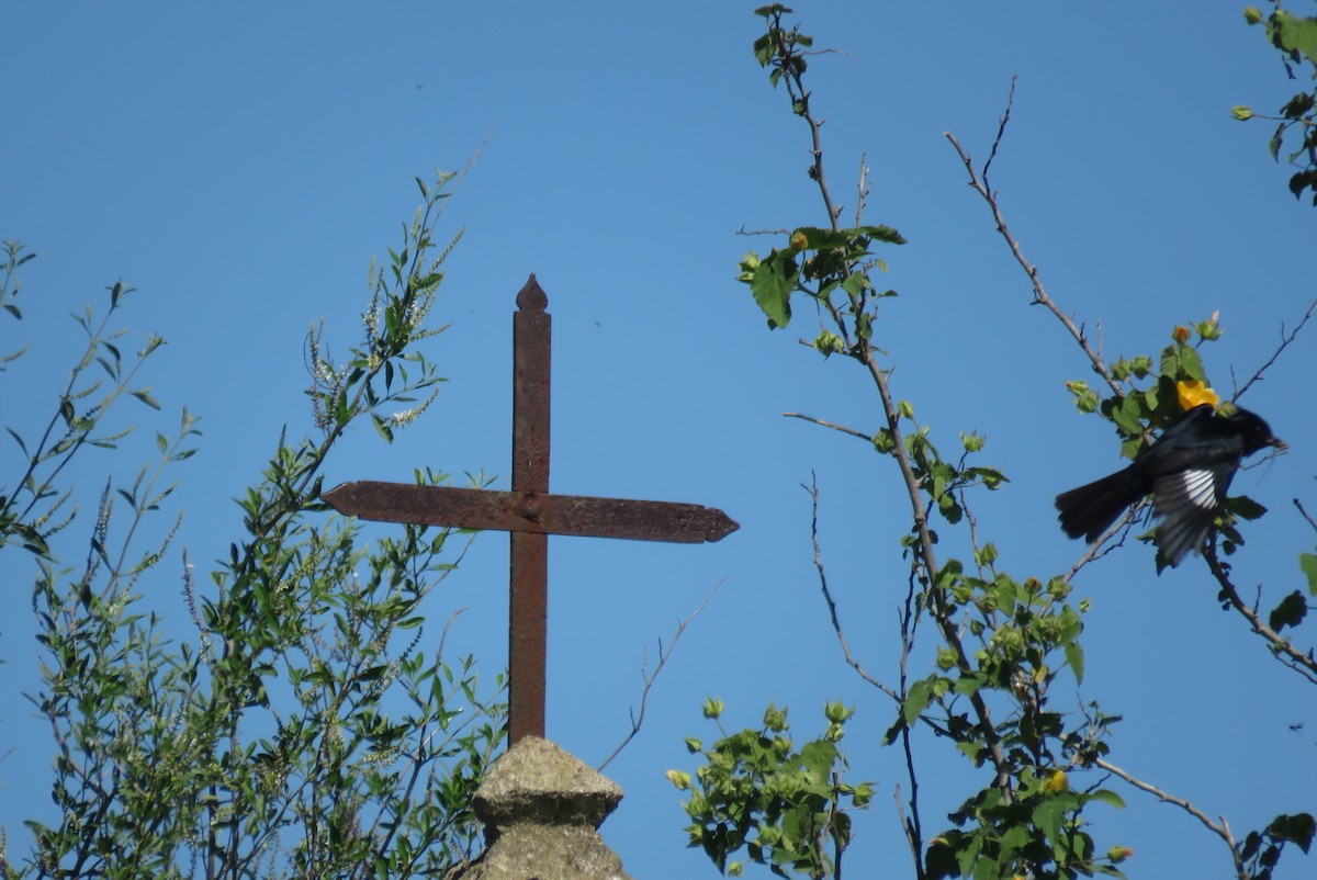 Хохлатая вдовка - ML643851004