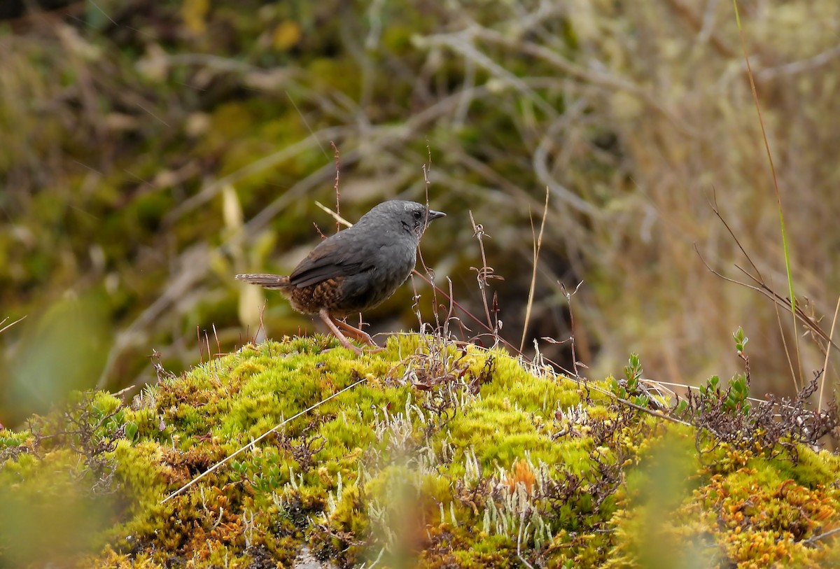 Jalca Tapaculo - ML643851008