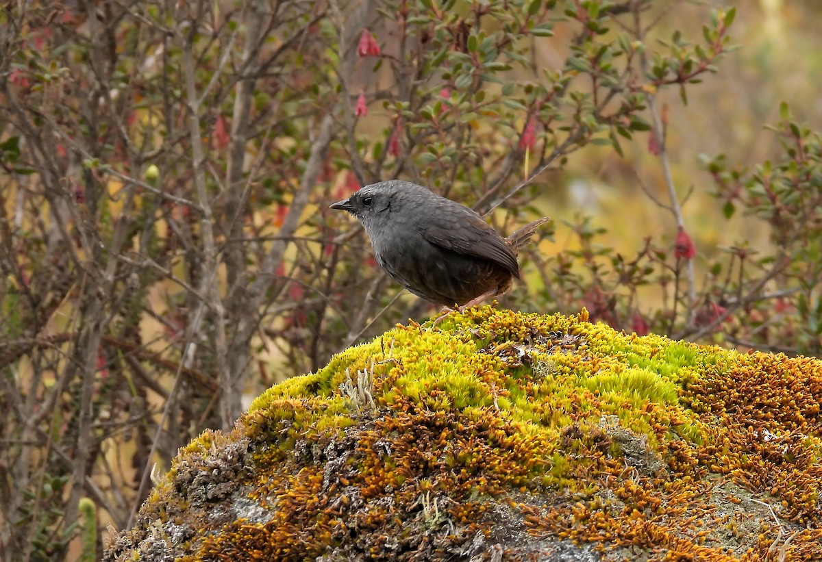 Jalca Tapaculo - ML643851009