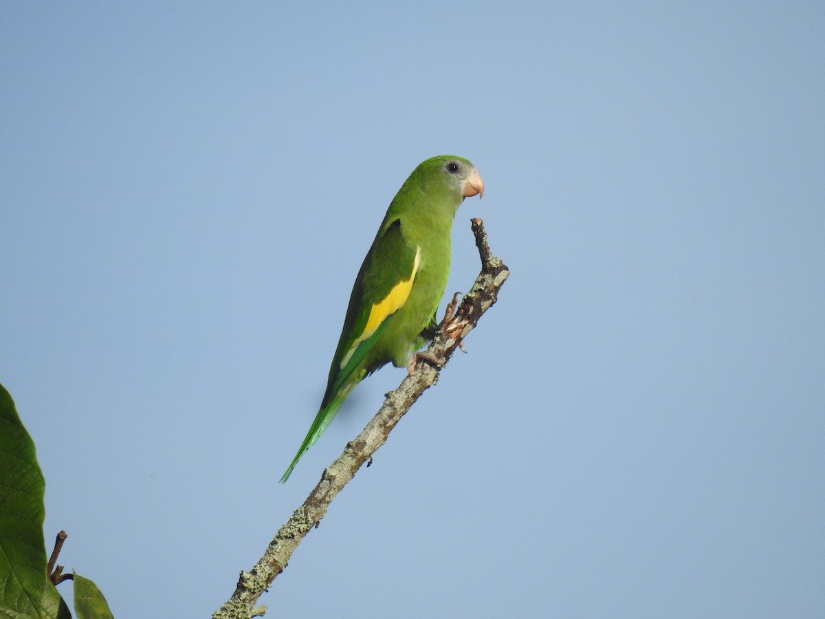 White-winged Parakeet - ML643851019