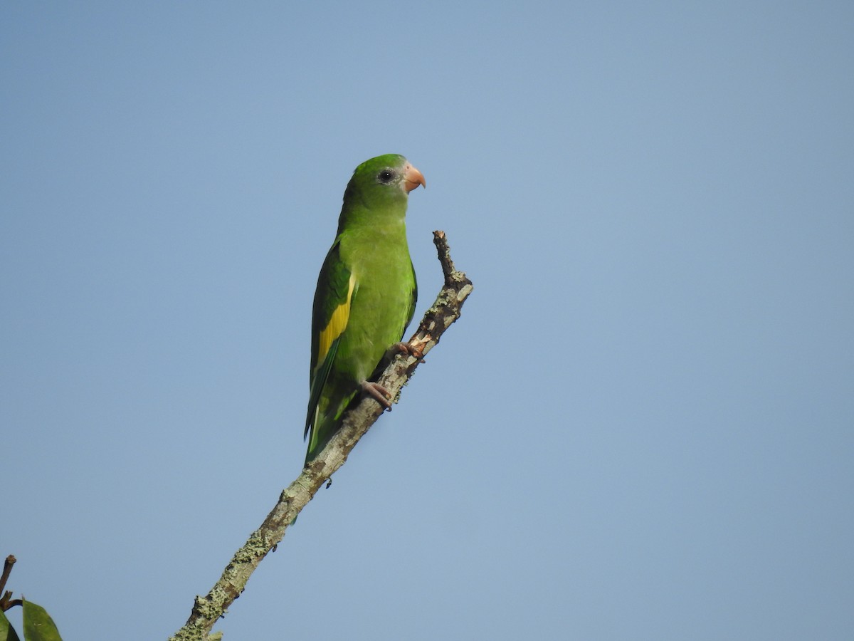 White-winged Parakeet - ML643851020