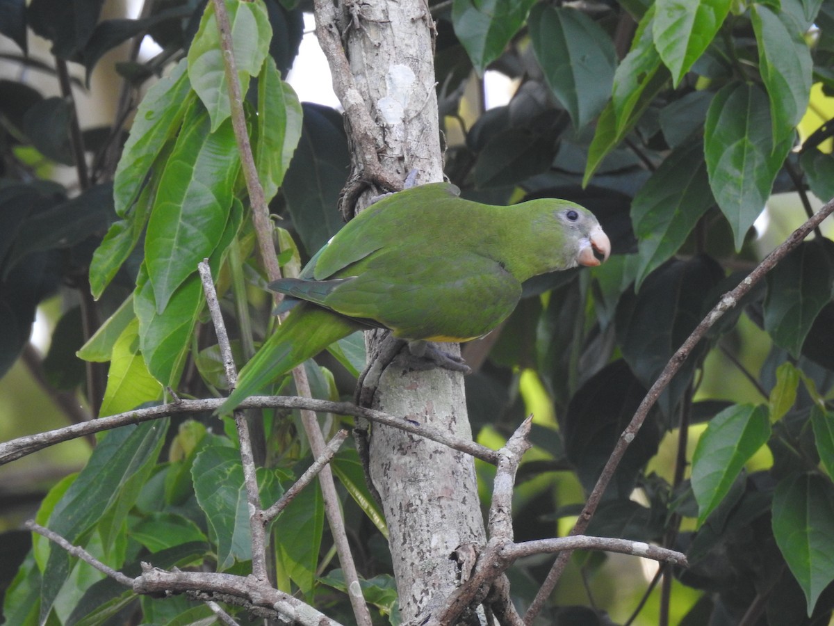 White-winged Parakeet - ML643851021