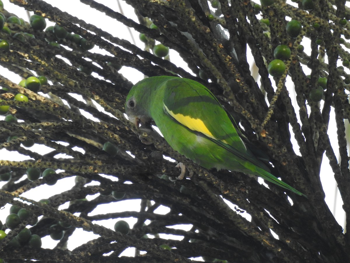 White-winged Parakeet - ML643851022