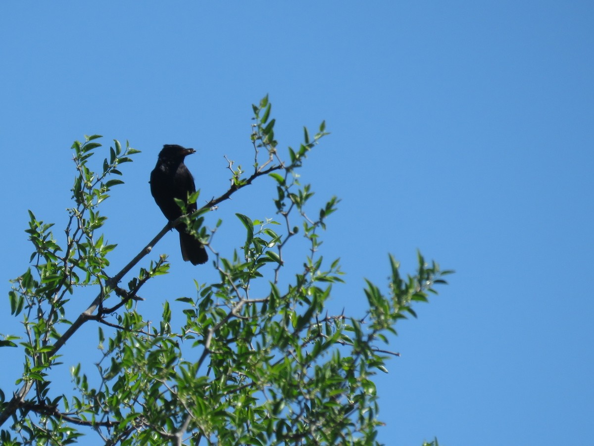 Хохлатая вдовка - ML643851024