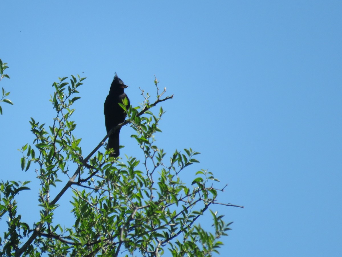 Хохлатая вдовка - ML643851025