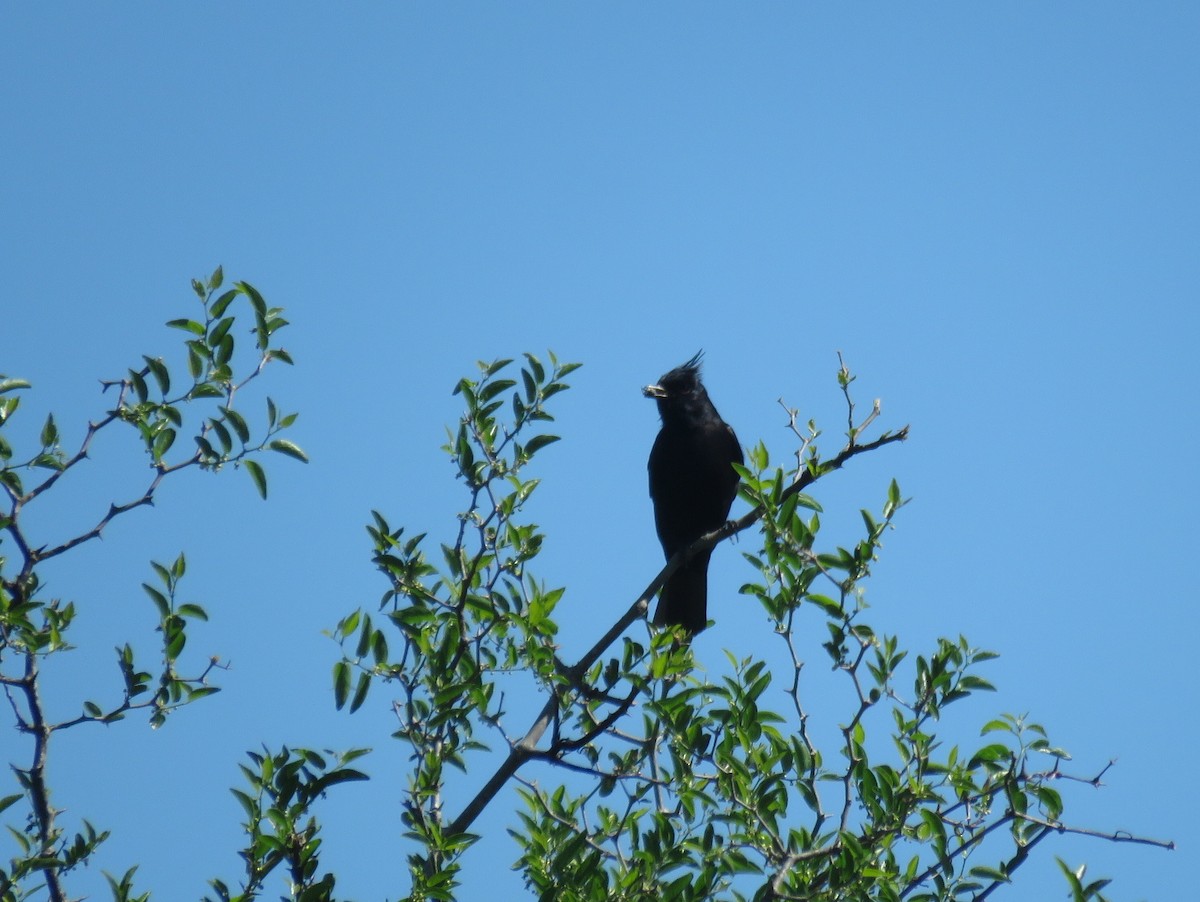 Хохлатая вдовка - ML643851026