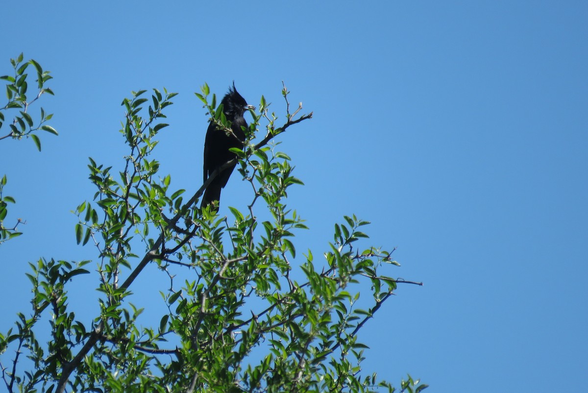 Хохлатая вдовка - ML643851027