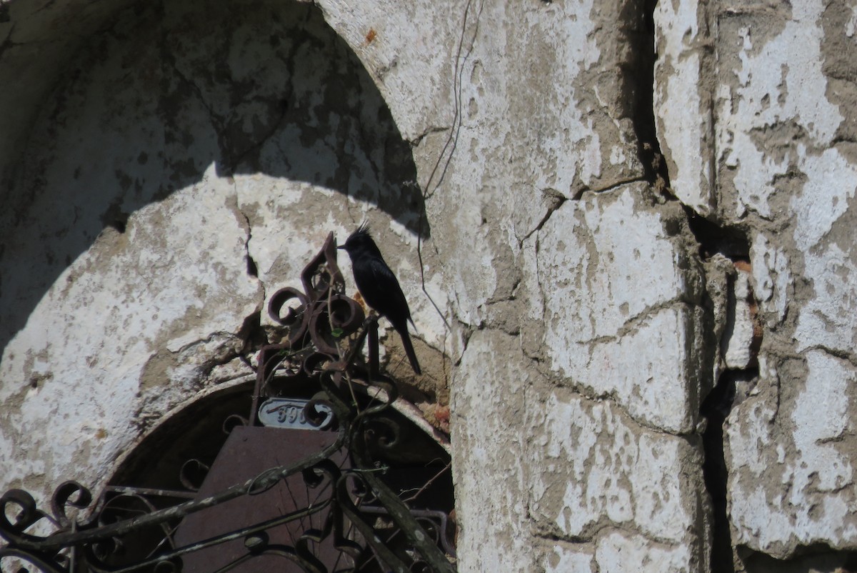 Хохлатая вдовка - ML643851028