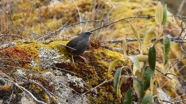 Jalca Tapaculo - ML643851031