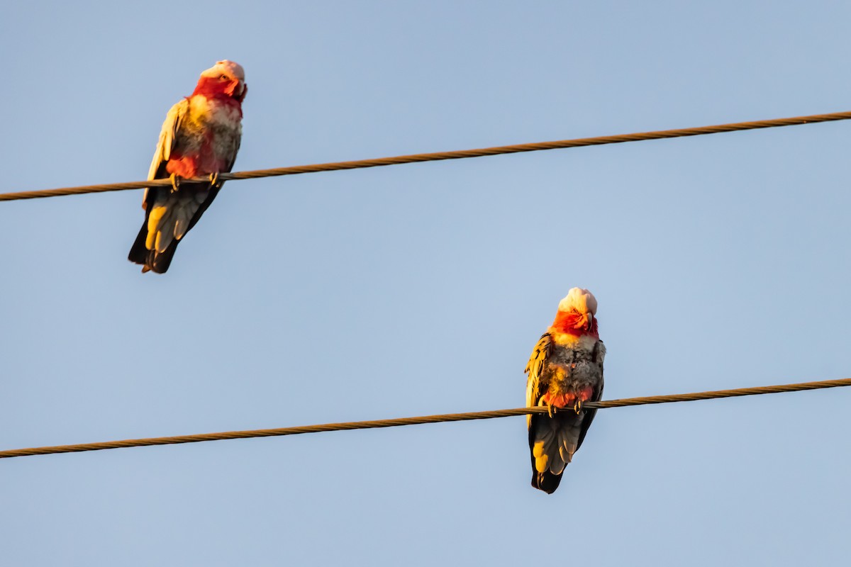 Galah - ML643851043