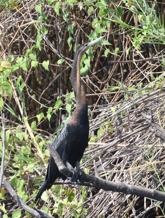 African Darter - ML643851082