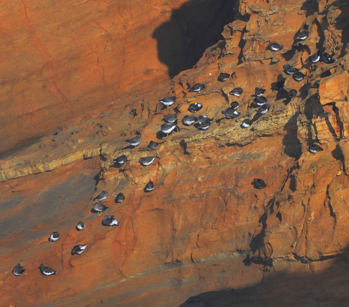 brottsnipe - ML643851102