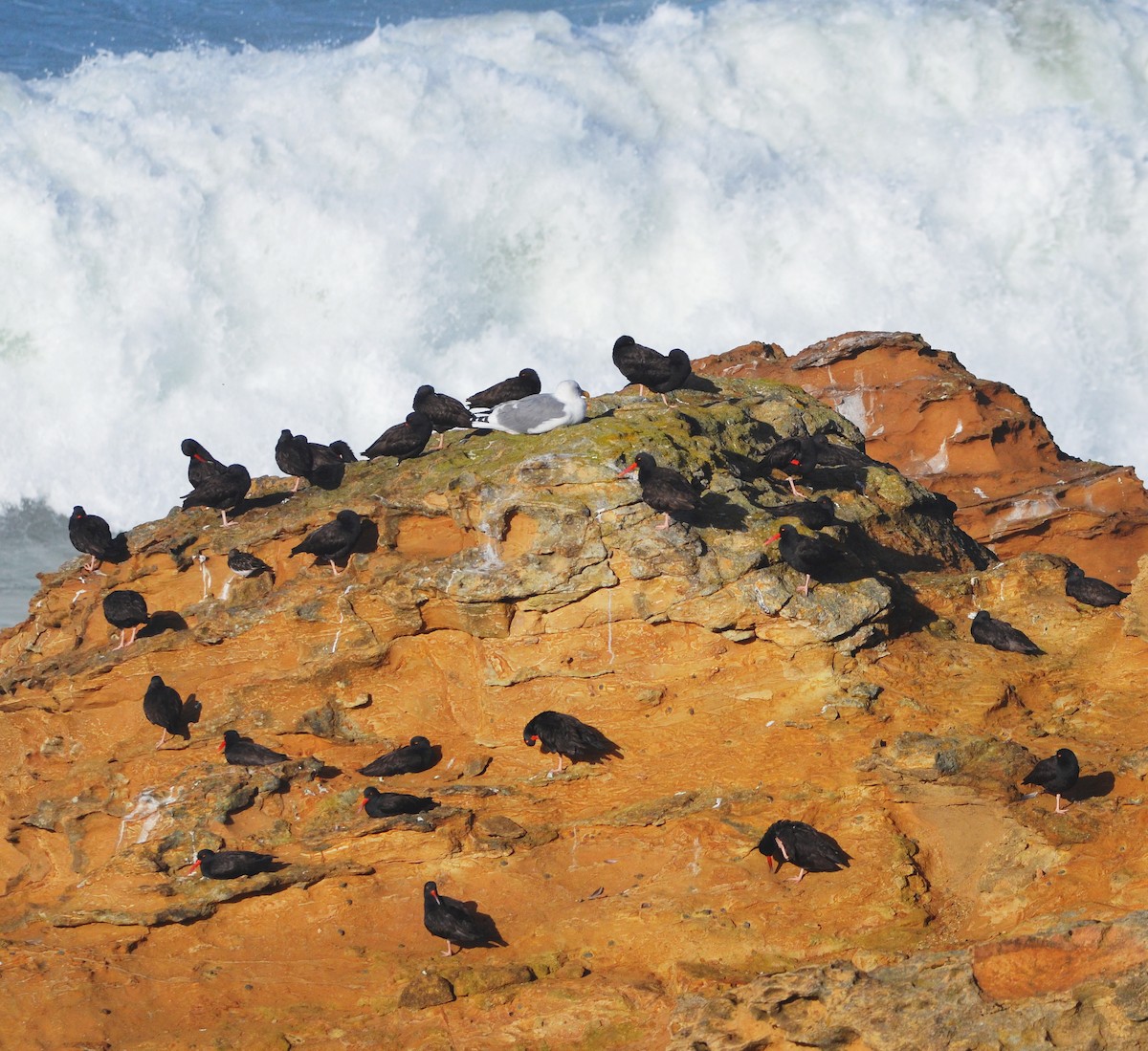 amerikasvarttjeld - ML643851107