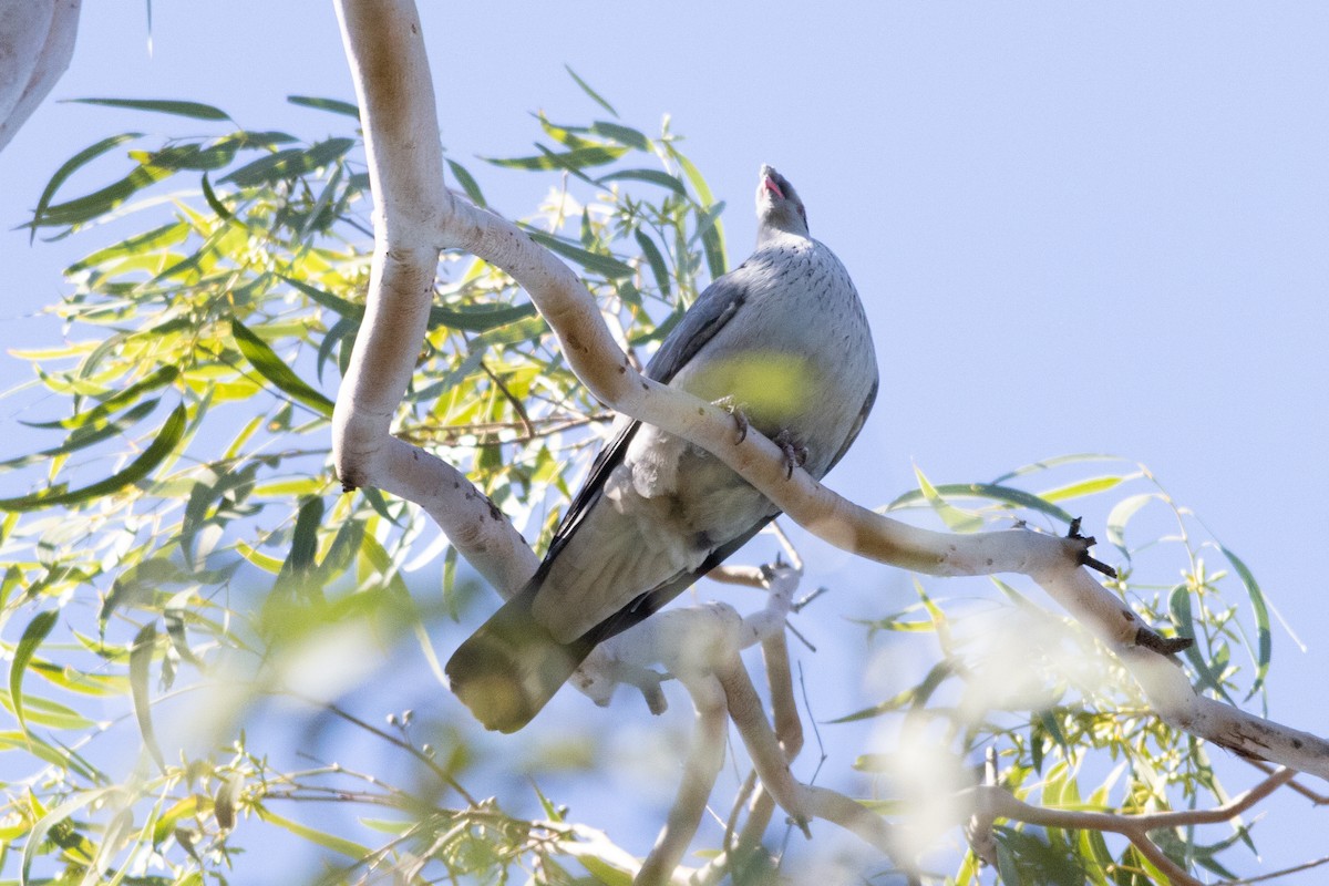 Topknot Pigeon - ML643851124