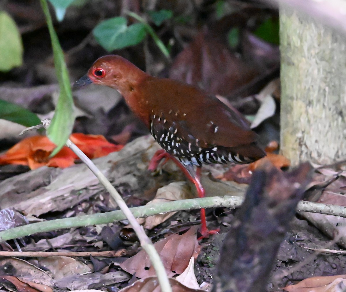 Red-legged Crake - ML643851126