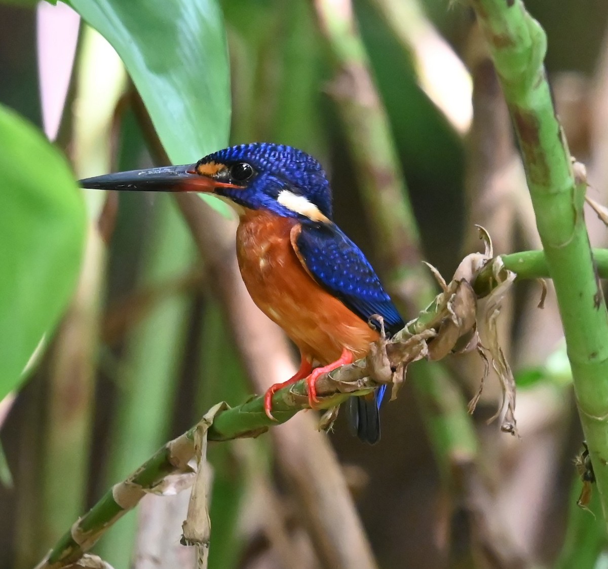 Blue-eared Kingfisher - ML643851140