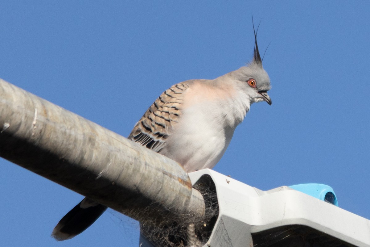 Crested Pigeon - ML643851143