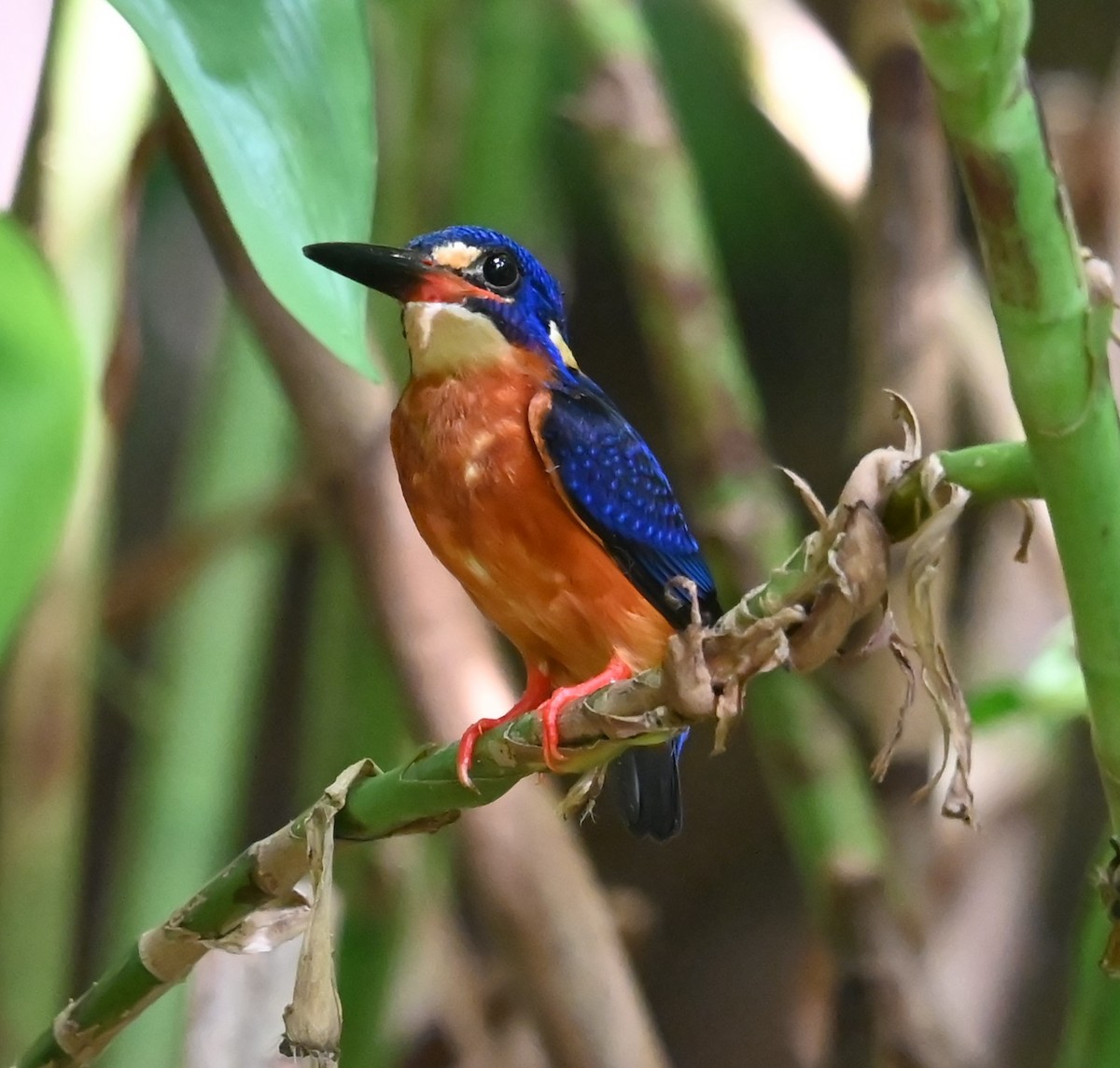 Blue-eared Kingfisher - ML643851147