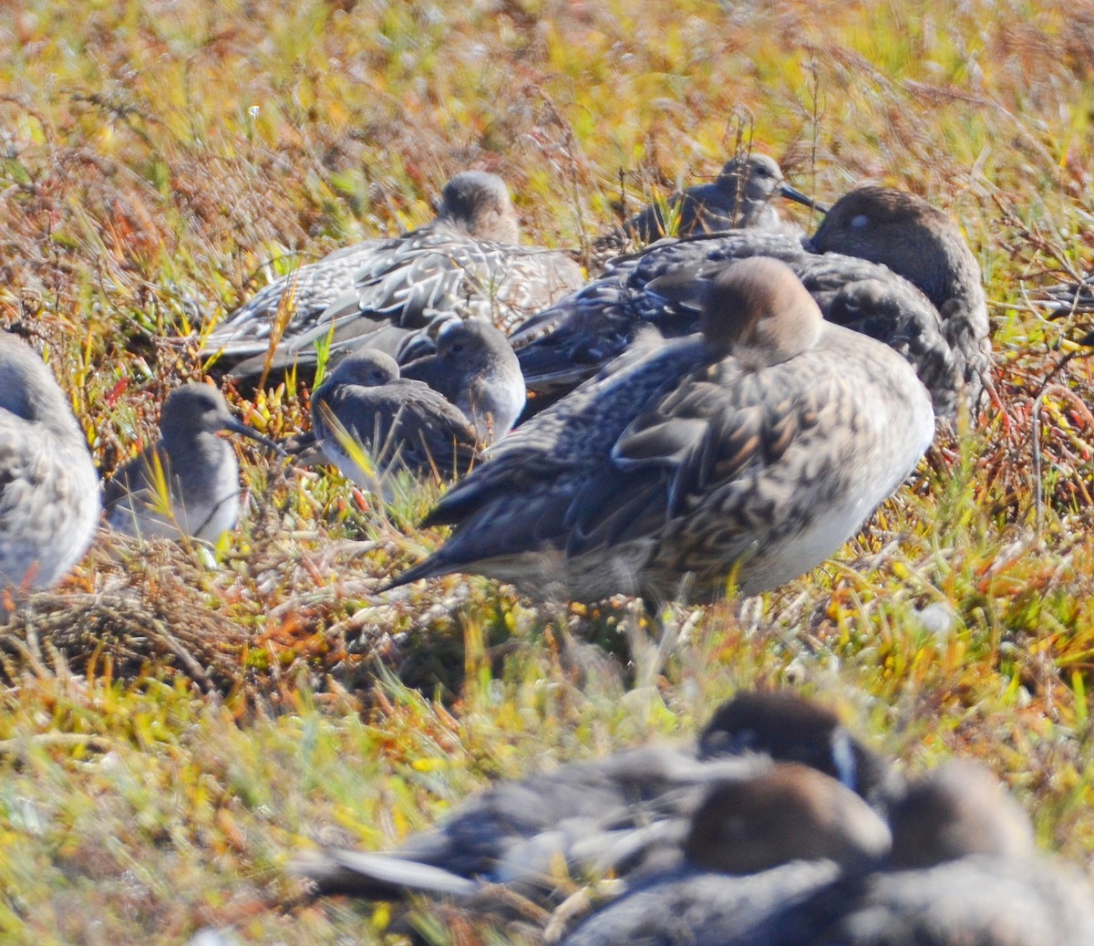 Dunlin - ML643851149