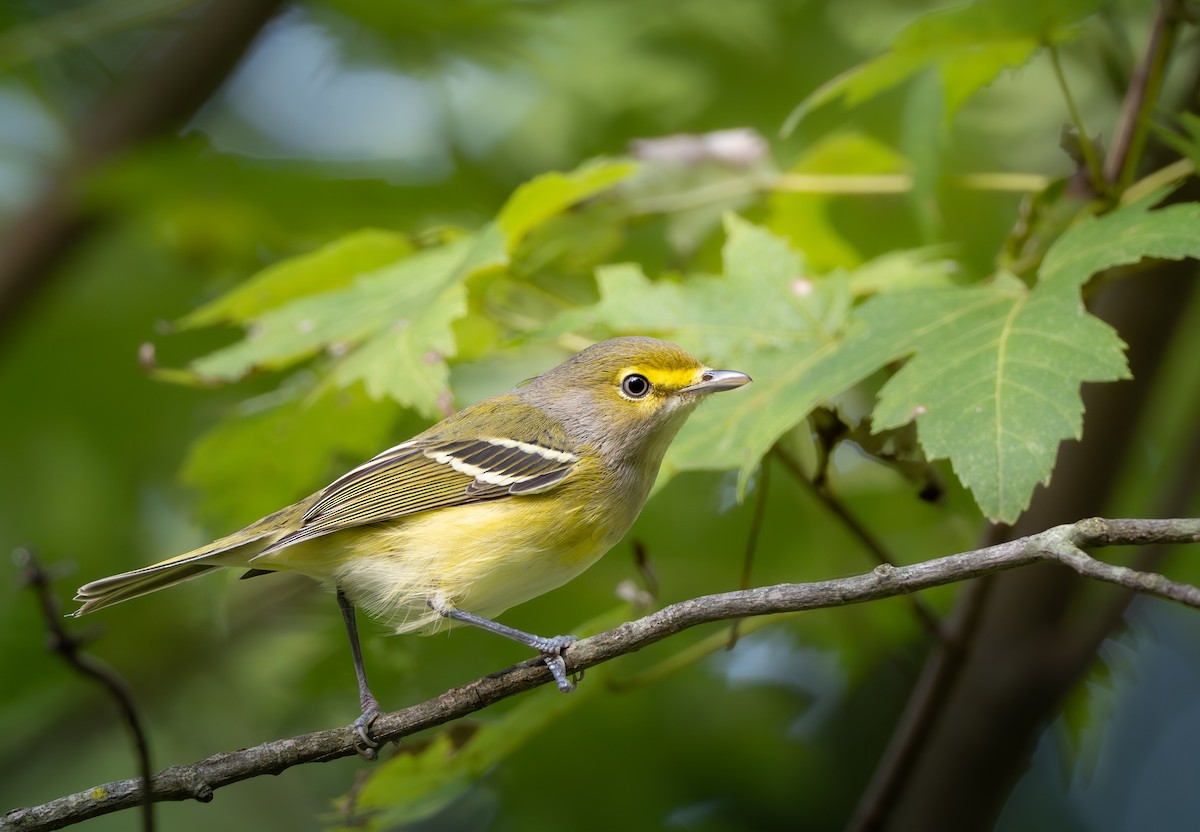 White-eyed Vireo - ML643851155