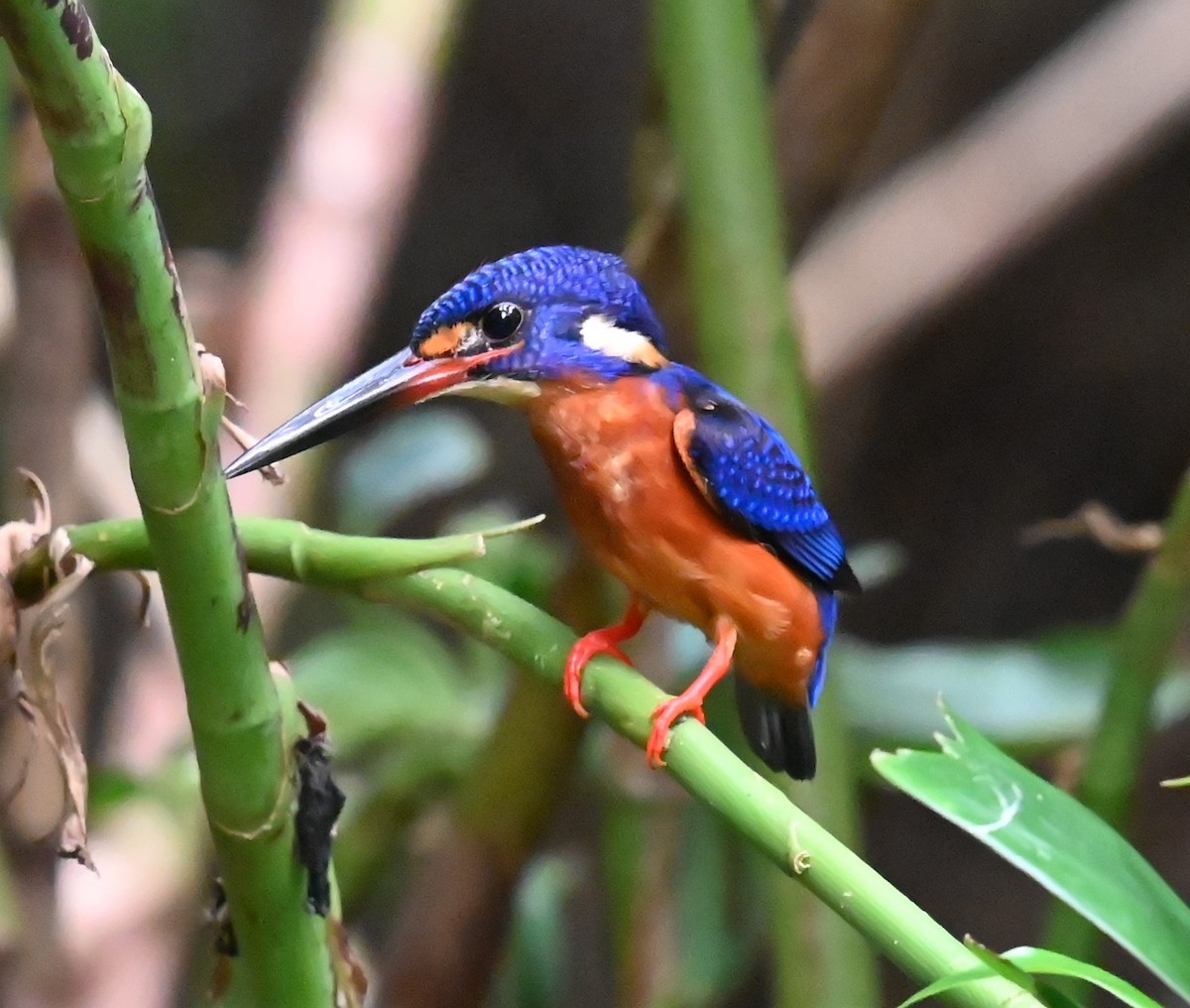 Blue-eared Kingfisher - ML643851157