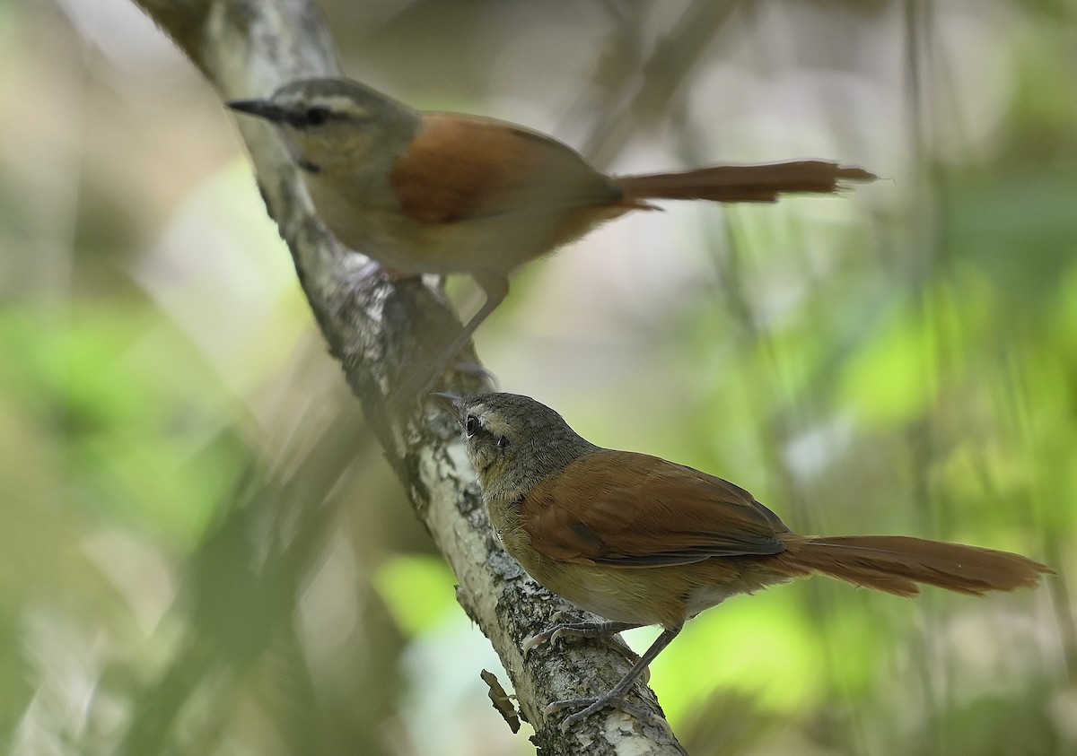 Ochre-cheeked Spinetail - ML643851165