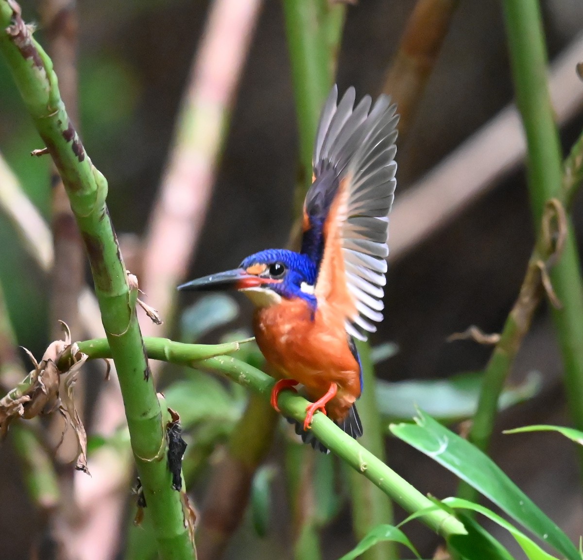 Blue-eared Kingfisher - ML643851175
