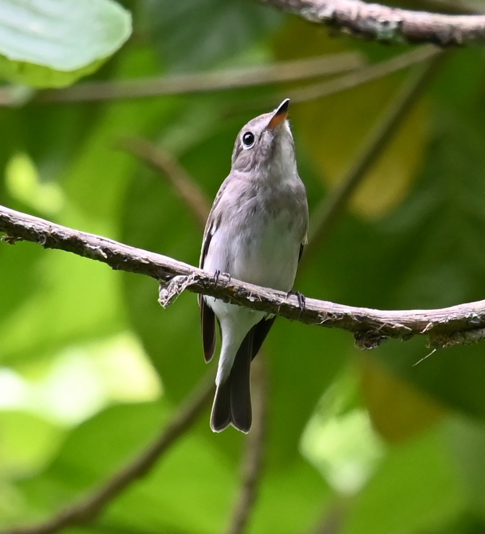 Asian Brown Flycatcher - ML643851206