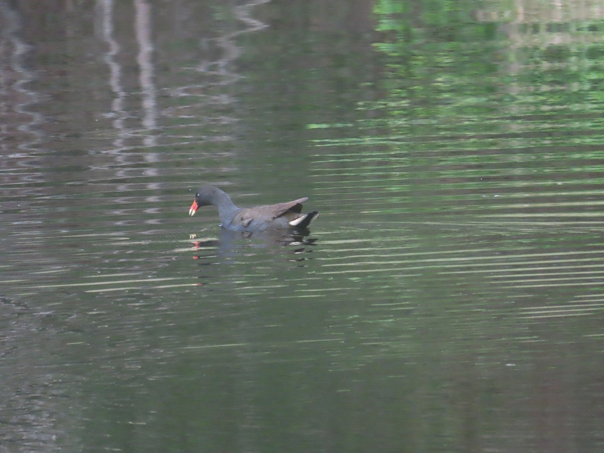 Gallinule sombre - ML643851217