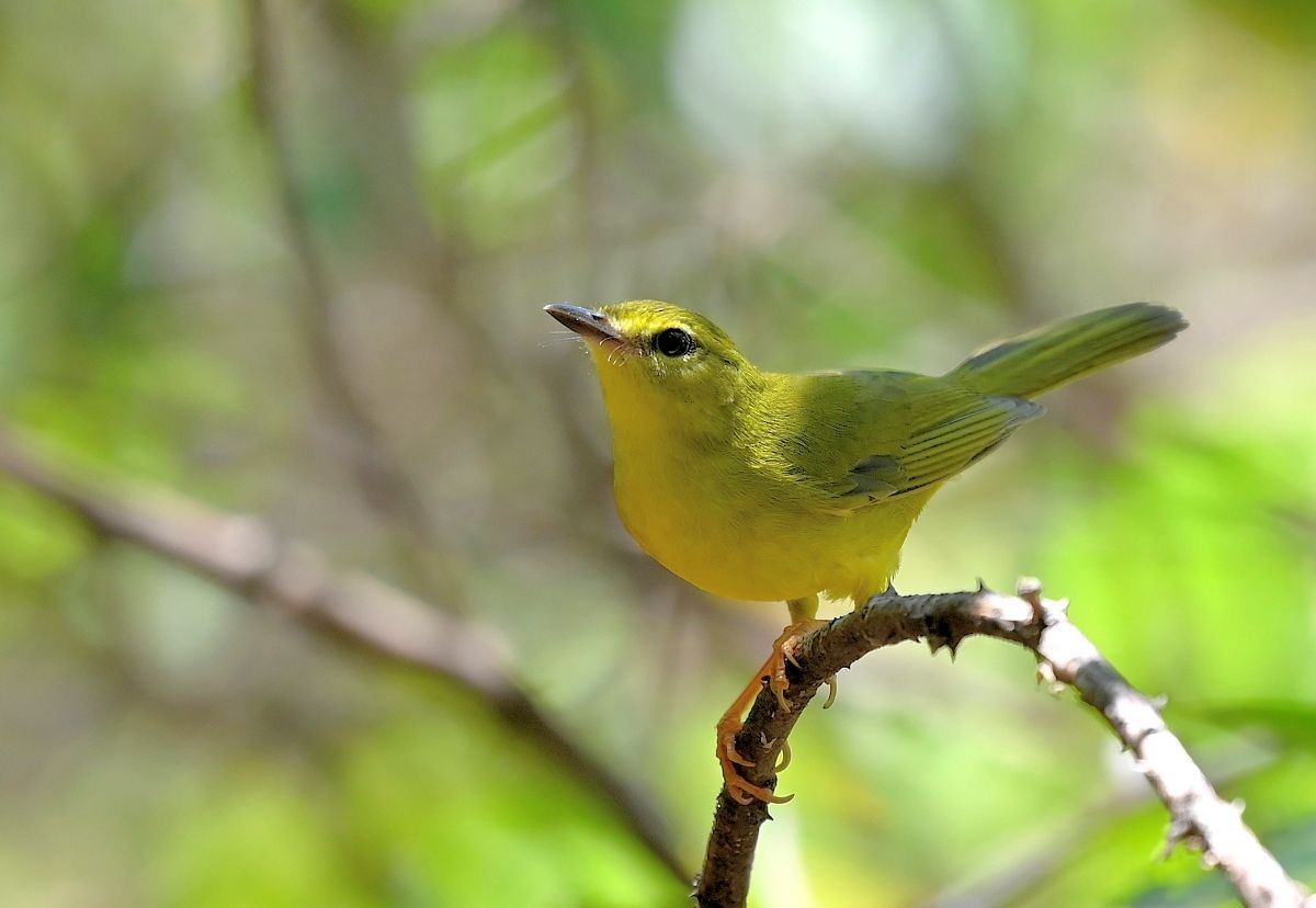 Flavescent Warbler - ML643851222