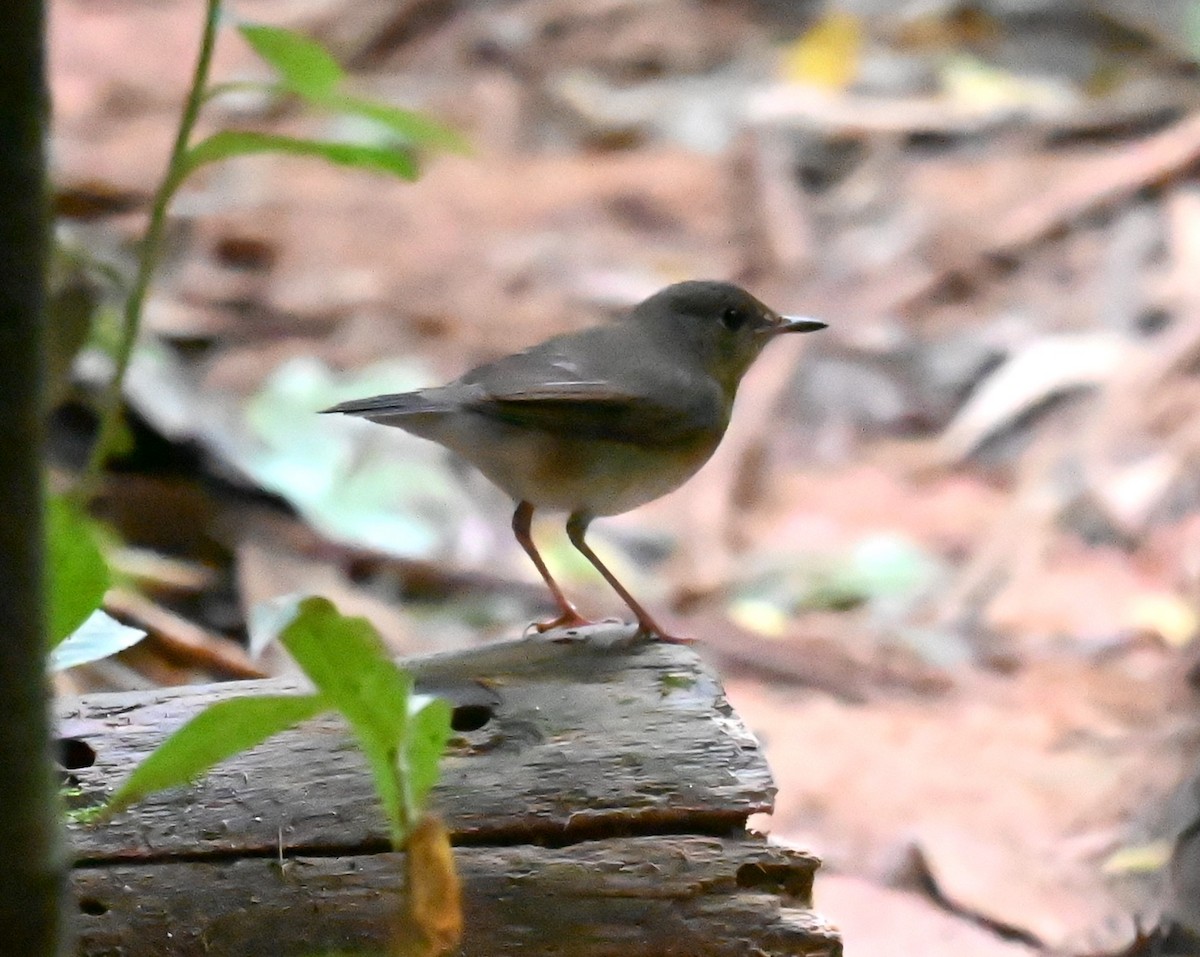 Siberian Blue Robin - ML643851223