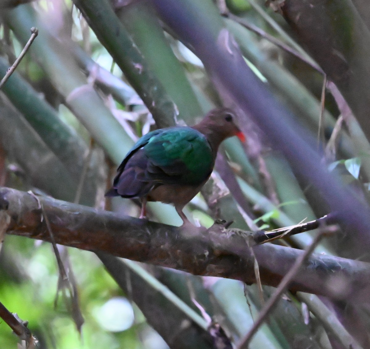 Asian Emerald Dove - ML643851284