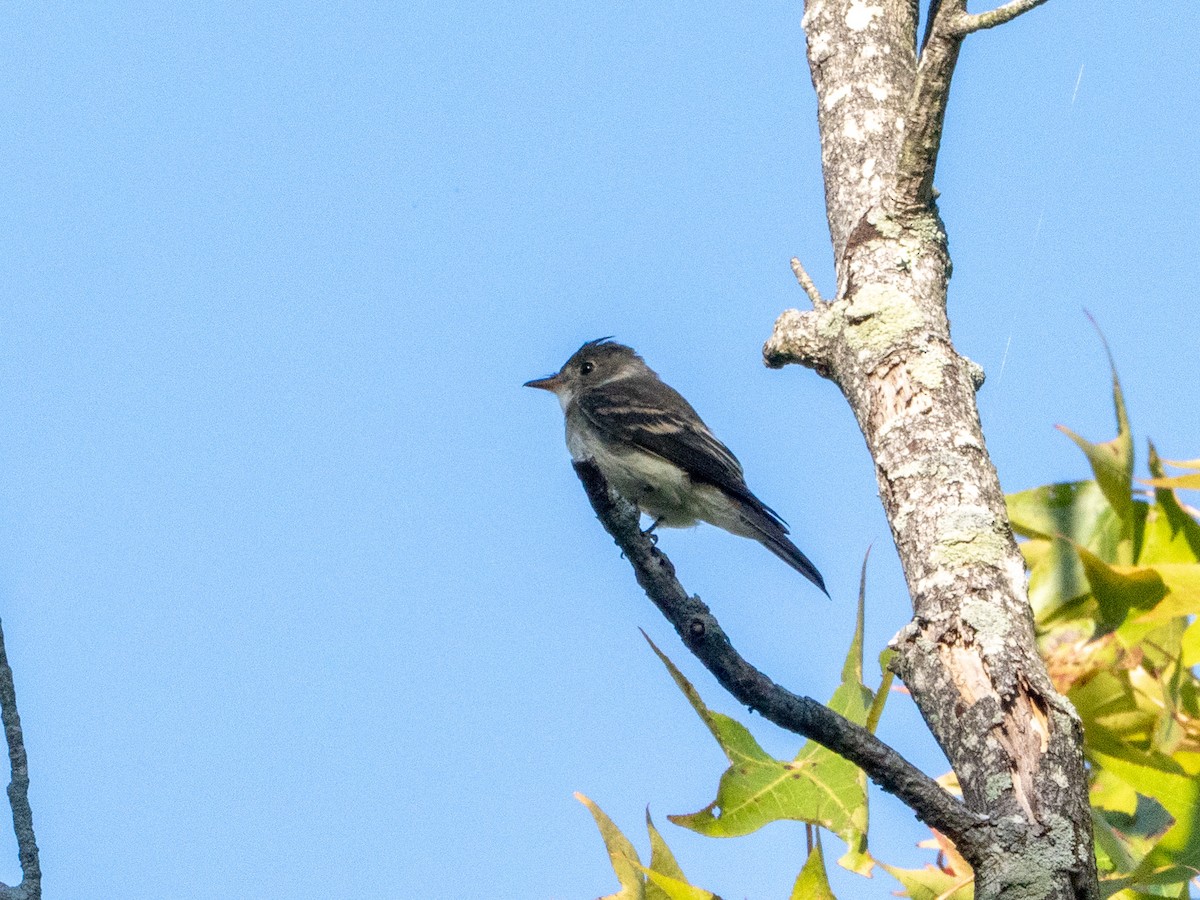 Acadian Flycatcher - ML643851288