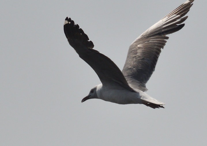 Gray-hooded Gull - ML643851294