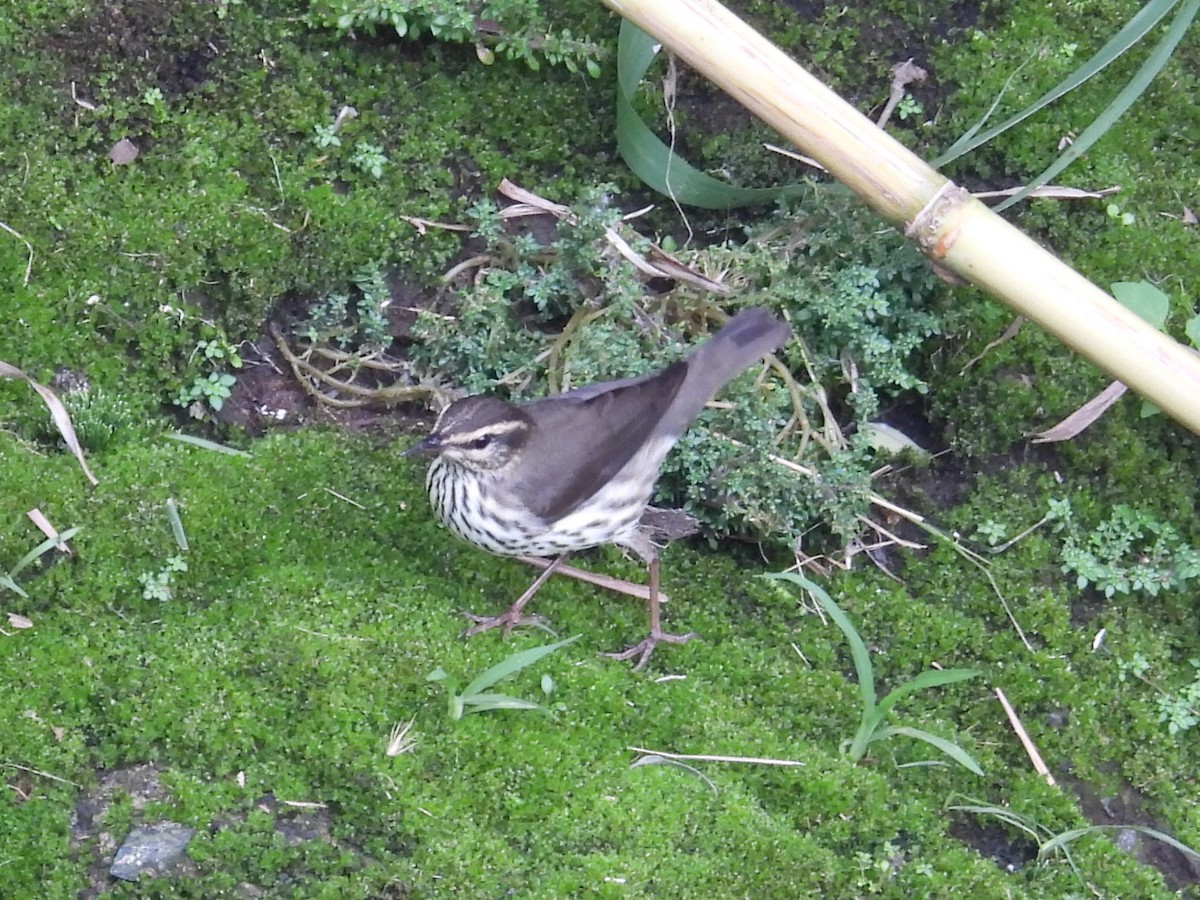 Drosselwaldsänger - ML643851305