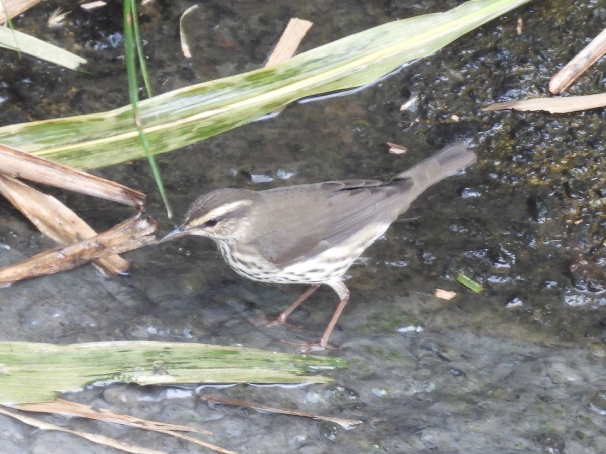 Drosselwaldsänger - ML643851306