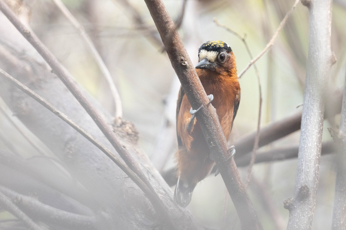 Chestnut Piculet - ML643851308