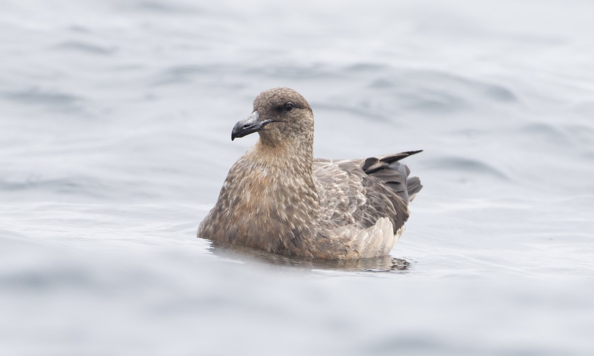 Chilean Skua - ML64385131