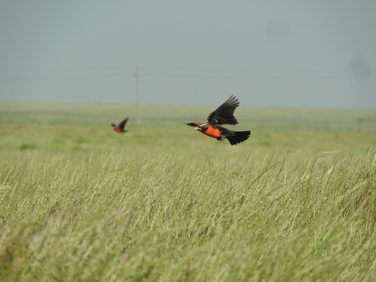 Pampas Meadowlark - ML643851313