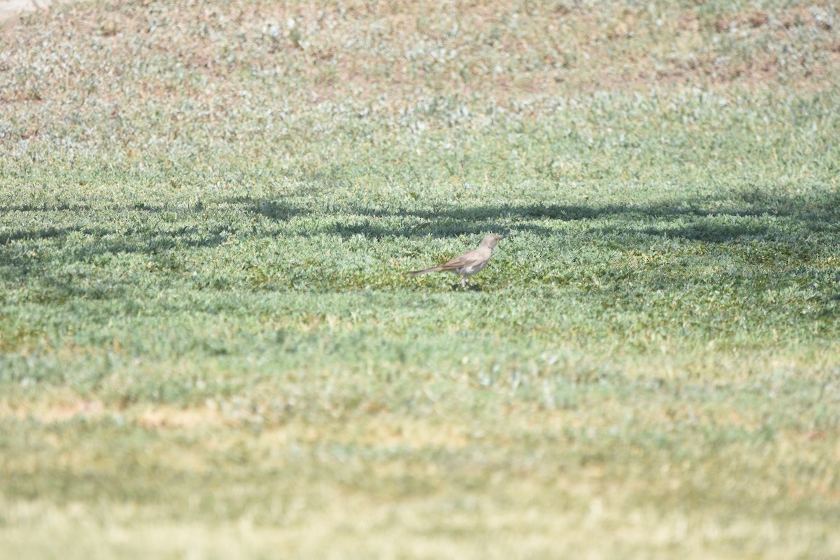 Bendire's Thrasher - ML643851328