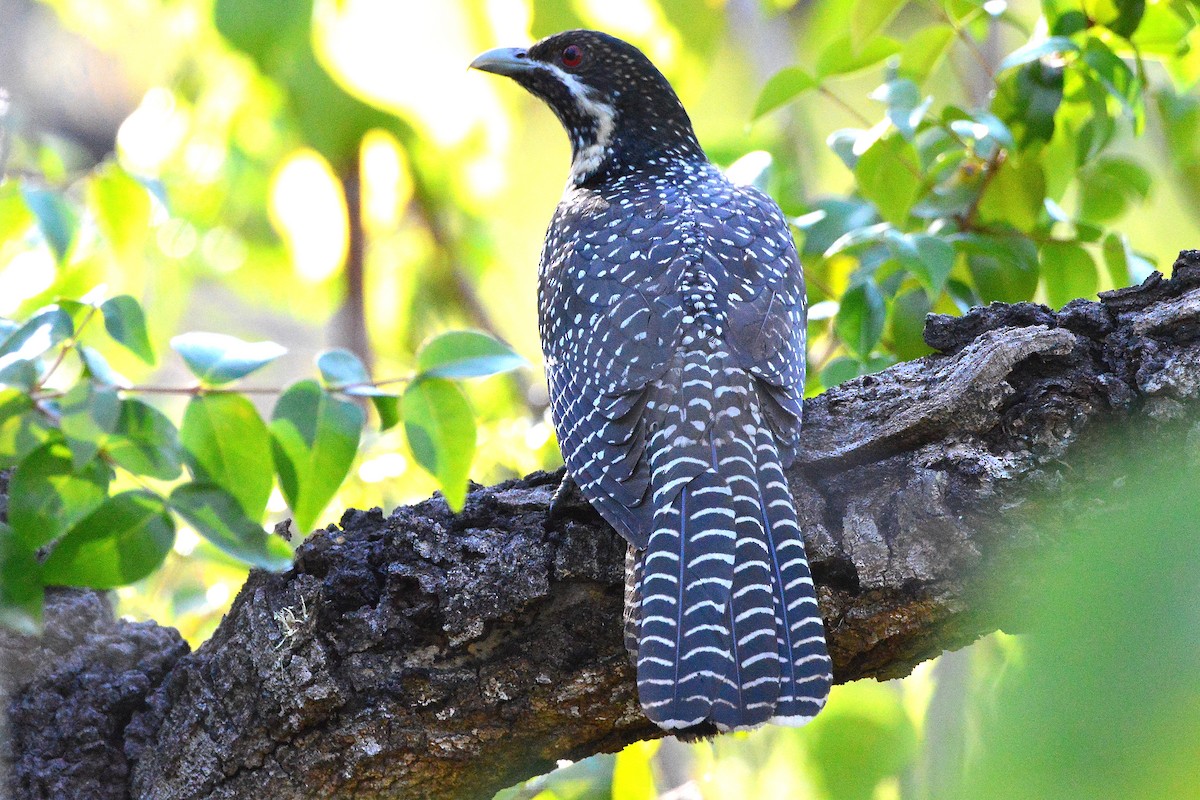 Pacific Koel - ML643851333